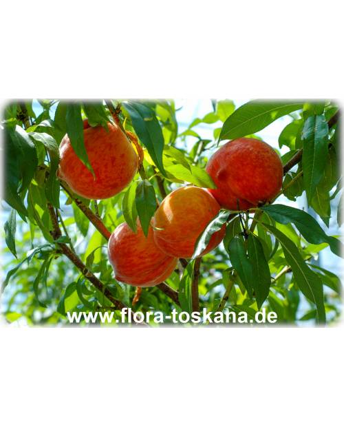 Prunus persica - Peach Tree