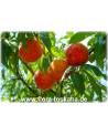 Prunus persica - Peach Tree