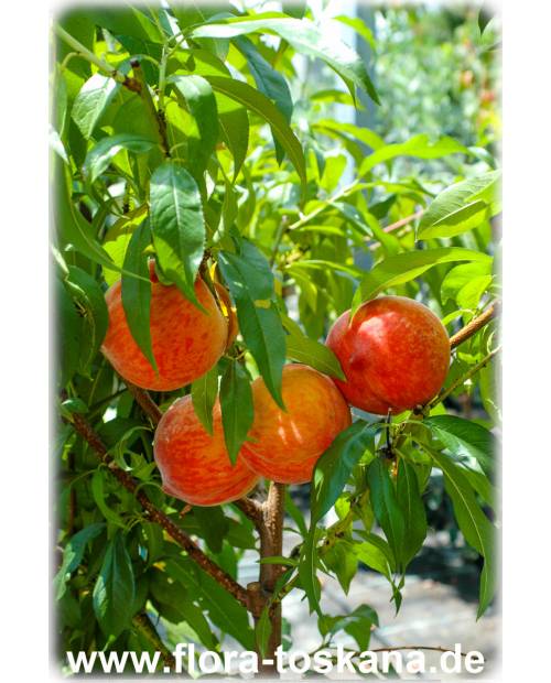 Prunus persica - Peach Tree