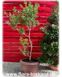 Quercus coccifera - Kermes-Eiche