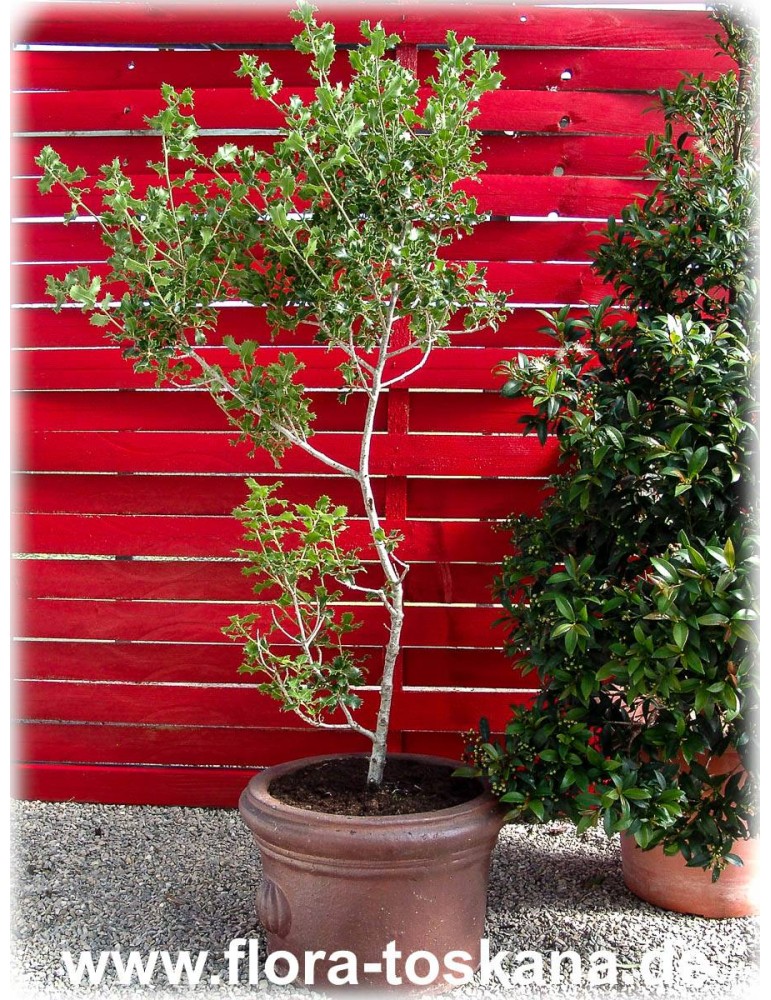 Kermes Eiche Quercus Coccifera Strauch wie Eiche für Bonsai oder die Terrasse 