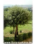 Quercus ilex - Holy Oak, Holm Oak