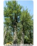 Quercus suber - Kork-Eiche