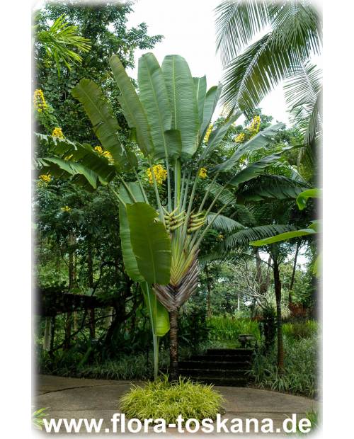 Baum der Reisenden Ravenala madagascariensis Banane Pflanze 10cm Strelitzie Musa 