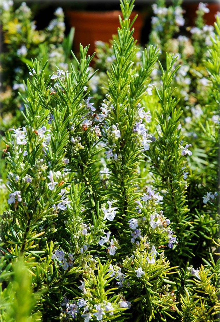 Rosemary - Rosmarinus officinalis - Calyx Flowers, Inc