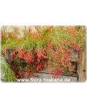 Russelia equisetiformis - Firecracker Plant, Coral Plant