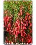 Russelia equisetiformis - Springbrunnenpflanze