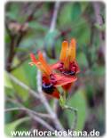 Ruttya fruticosa - Hasenohr, Kolibri-Pflanze