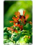 Ruttya fruticosa - Hasenohr, Kolibri-Pflanze