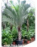Dypsis decaryi - Neodypsis decaryi - Triangle Palm