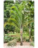 Dypsis decaryi - Neodypsis decaryi - Triangle Palm