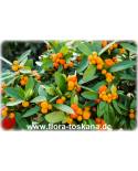 Fortunella hindsii (Citrus) - Mini-Kumquat (Pflanze), Hongkong-Kumquat, Golden Bean Kumquat