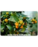 Fortunella hindsii (Citrus) - Mini-Kumquat, Hong-Kong-Kumquat, Golden-Bean-Kumquat