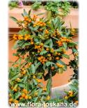 Fortunella hindsii (Citrus) - Mini-Kumquat (Pflanze), Hongkong-Kumquat, Golden Bean Kumquat