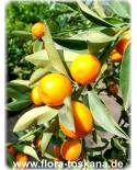 Fortunella japonica (Citrus) - Runde Kumquat (Pflanze)