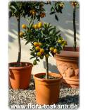 Fortunella japonica (Citrus) - Runde Kumquat (Pflanze)