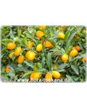 Fortunella margarita (Citrus) - Oval Kumquat