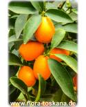 Fortunella margarita (Citrus) - Ovale Kumquat (Pflanze), Zitrusbäumchen Kumquat