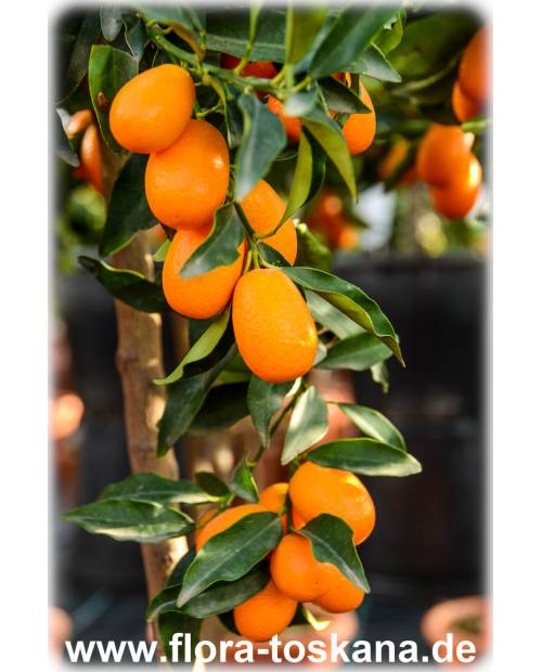 Fortunella margarita (Citrus) - Oval Kumquat Fortunella margarita (Citrus) - Oval Kumquat