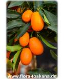 Fortunella margarita (Citrus) - Ovale Kumquat (Pflanze), Zitrusbäumchen Kumquat