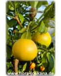 Citrus x tangelo 'Mapo' - Tangelo, Zitruspflanze