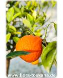 Citrus x tangelo 'Minneola' - Tangelo, Zitruspflanze