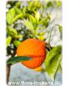 Citrus x tangelo 'Minneola' - Tangelo, Zitruspflanze