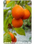 Citrus x tangelo 'Minneola' - Tangelo, Zitruspflanze