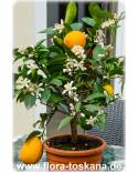 Citrus x meyeri - Meyer's Zitrone (Pflanze), Meyer's Zitronenbaum, Zitronenbäumchen 'Meyeri'