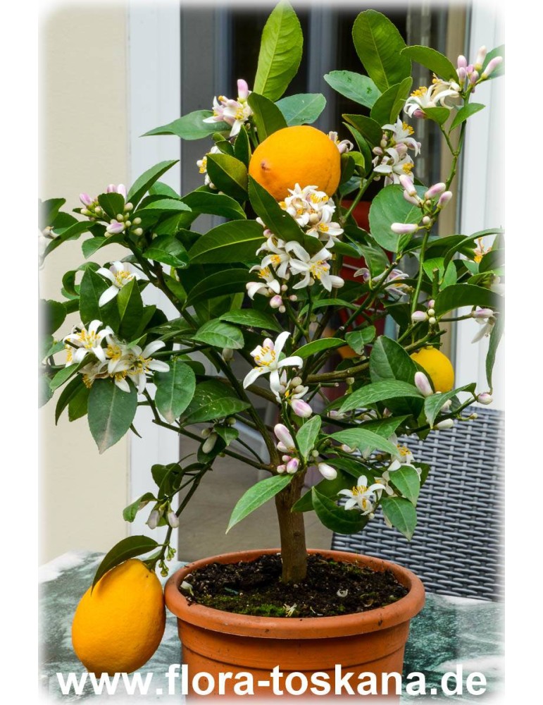 Citrus lemon Zitronenbaum echte Zitrone Pflanze 70-90cm Zitrus 