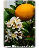 Citrus x meyeri - Meyer´s Lemontree