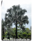 Bismarckia nobilis - Bismarck-Palme