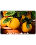 Citrus x meyeri - Meyer´s Lemontree
