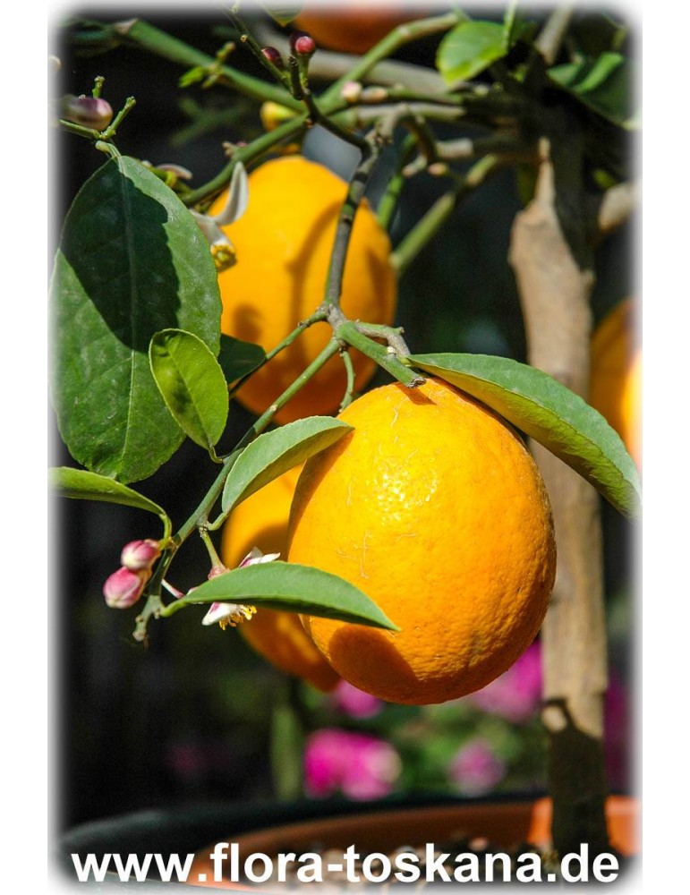 Zitronenbaum 'Citrus limon'  150cm  Zitrone   kräftige veredelte Pflanze 