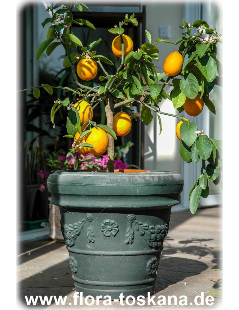 Zitronenbaum 'Citrus limon'  150cm  Zitrone   kräftige veredelte Pflanze 