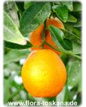 Citrus x ´Kucle` - Kucle, Zitruspflanze, Kumquat x Clementine, Kucle-Bäumchen