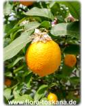 Citrus volkameriana - Volkamer's Zitrone (Pflanze), Zitronenbaum