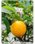 Citrus volkameriana - Volkamer's Zitrone (Pflanze), Zitronenbaum