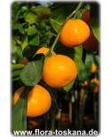 Citrus unshiu - Satsuma (Pflanze), Satsumabaum