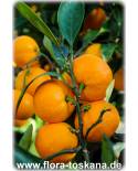 Citrus unshiu - Satsuma (Pflanze), Satsumabaum