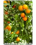 Citrus sinensis 'Vainiglia' - Süß-Orange, Orangenbaum, Orangenbäumchen