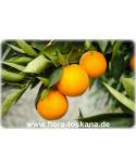 Citrus sinensis 'Vainiglia' - Sweet Orange