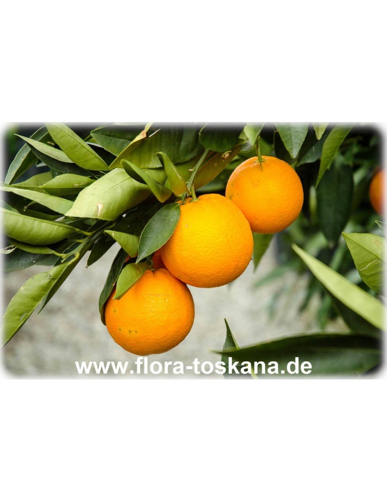 65-80 cm süße Orange Orangenbaum Citrus arancio sinensis ca 