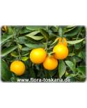 Citrus sinensis 'Vainiglia' - Süß-Orange, Orangenbaum, Orangenbäumchen