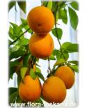 Citrus sinensis 'Sanguinello' - Blut-Orange (Pflanze), Orangenbäumchen
