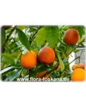Citrus sinensis 'Sanguinello' - Blut-Orange (Pflanze), Orangenbäumchen