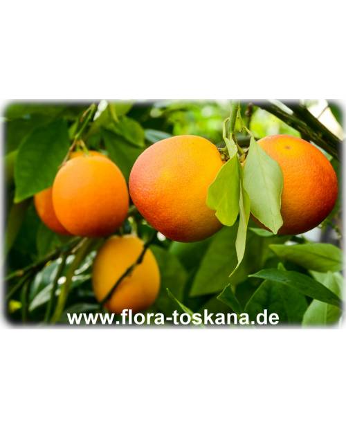 Orange Blutorangenbaum Blutorange Apfelsine Pflanze 10cm essbare Früchte 