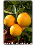 Citrus sinensis 'Moro' - Halbblut-Orange (Pflanze), Orangenbäumchen