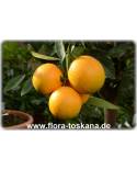 Citrus sinensis 'Moro' - Halbblut-Orange (Pflanze), Orangenbäumchen