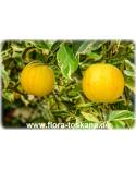 Citrus sinensis 'Foliis Variegatis' - Buntlaubige Orange, Buntblättriger Orangenbaum